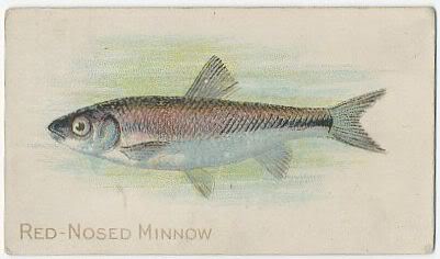 86 Red-Nosed Minnow